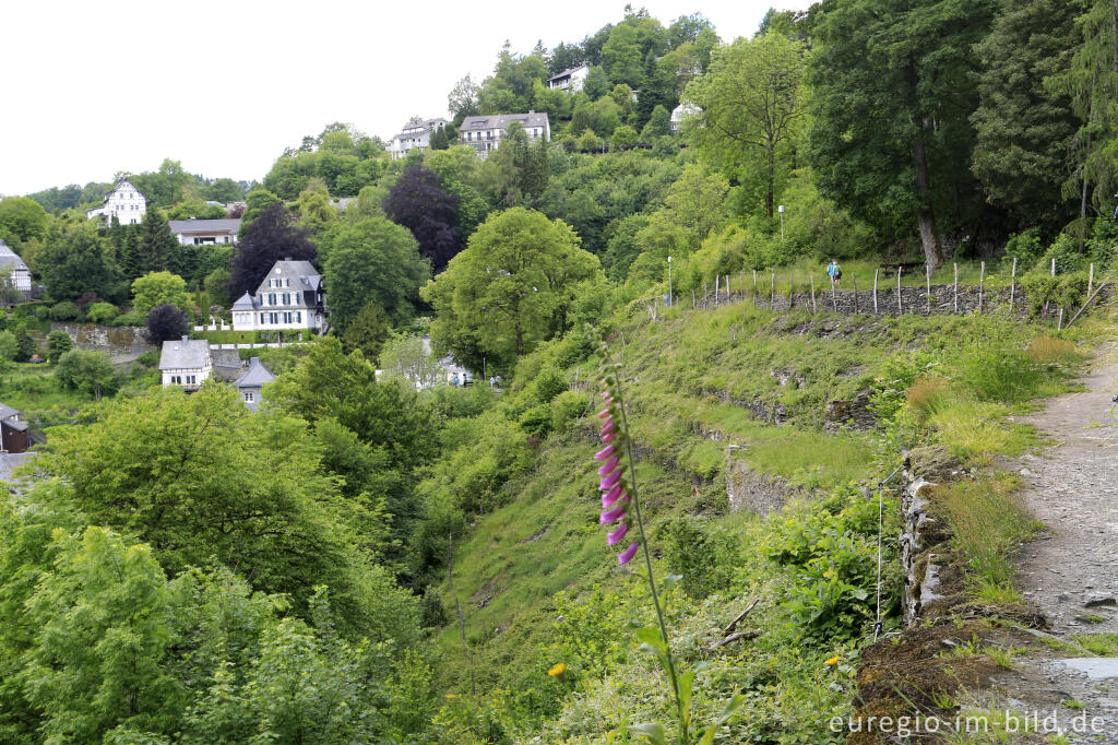 Detailansicht von Der Rahmenberg, auf dem Panoramaweg von Monschau