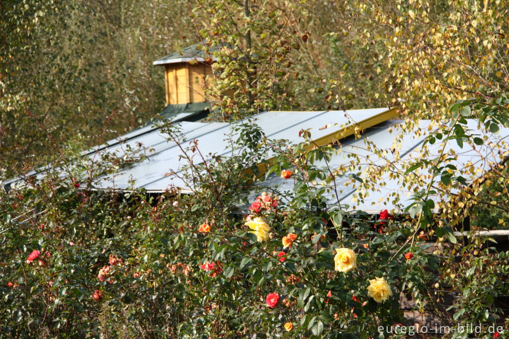 Detailansicht von Der Rosengarten im Hospizgarten des Hortus Dialogus