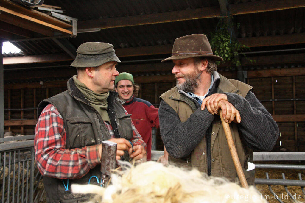 Detailansicht von Der Schäfer Ger Lardinois (r.) vom  "Schaapskooi Mergelland"