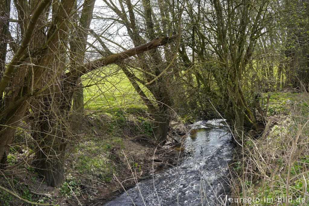 Der Senserbach bei Aachen-Orsbach