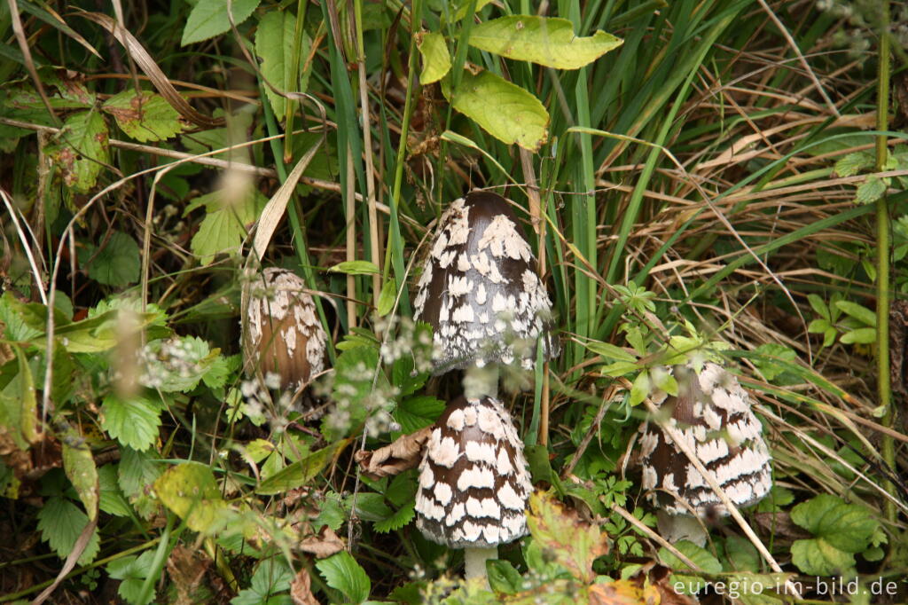 Detailansicht von Der Spechttintling, Coprinus picaceus