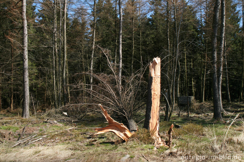 Detailansicht von Der Steling bei Mützenich