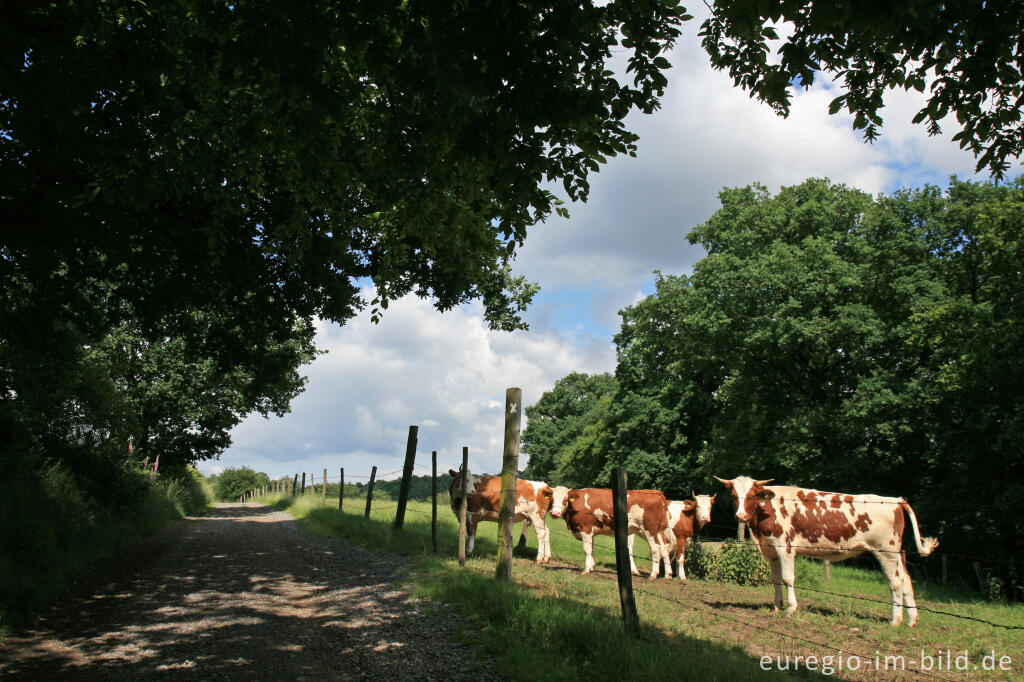 Detailansicht von Der Weiße Weg, Buschweg bei Herzogenrath - Berensberg