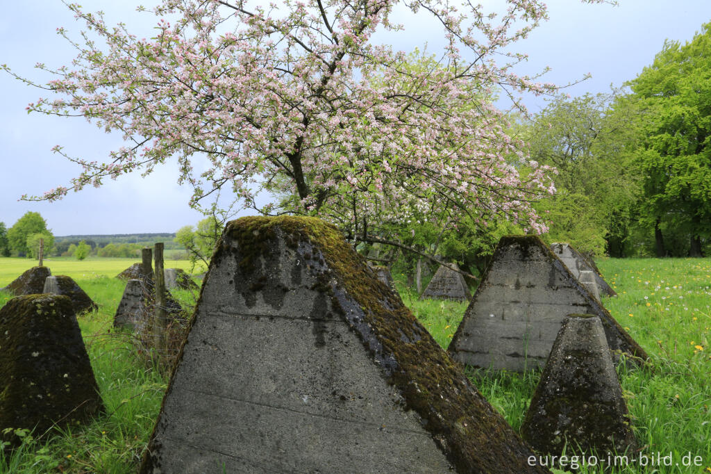 Detailansicht von Der Westwall bei Simmerath