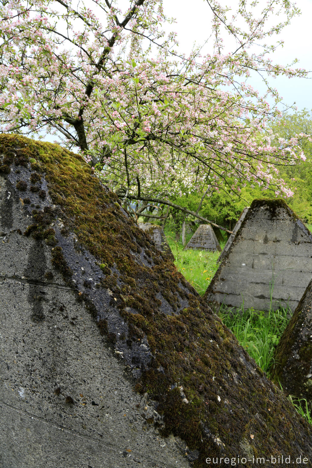 Detailansicht von Der Westwall bei Simmerath