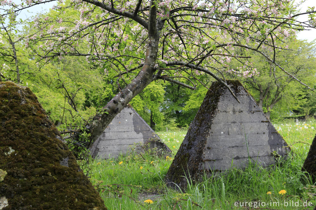 Detailansicht von Der Westwall bei Simmerath