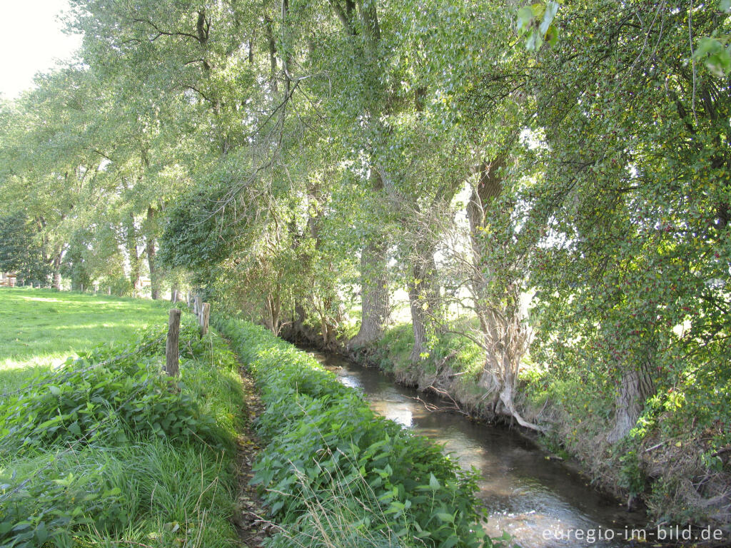 Detailansicht von Der Wildbach in der Soers bei Aachen vor der Neupflanzung