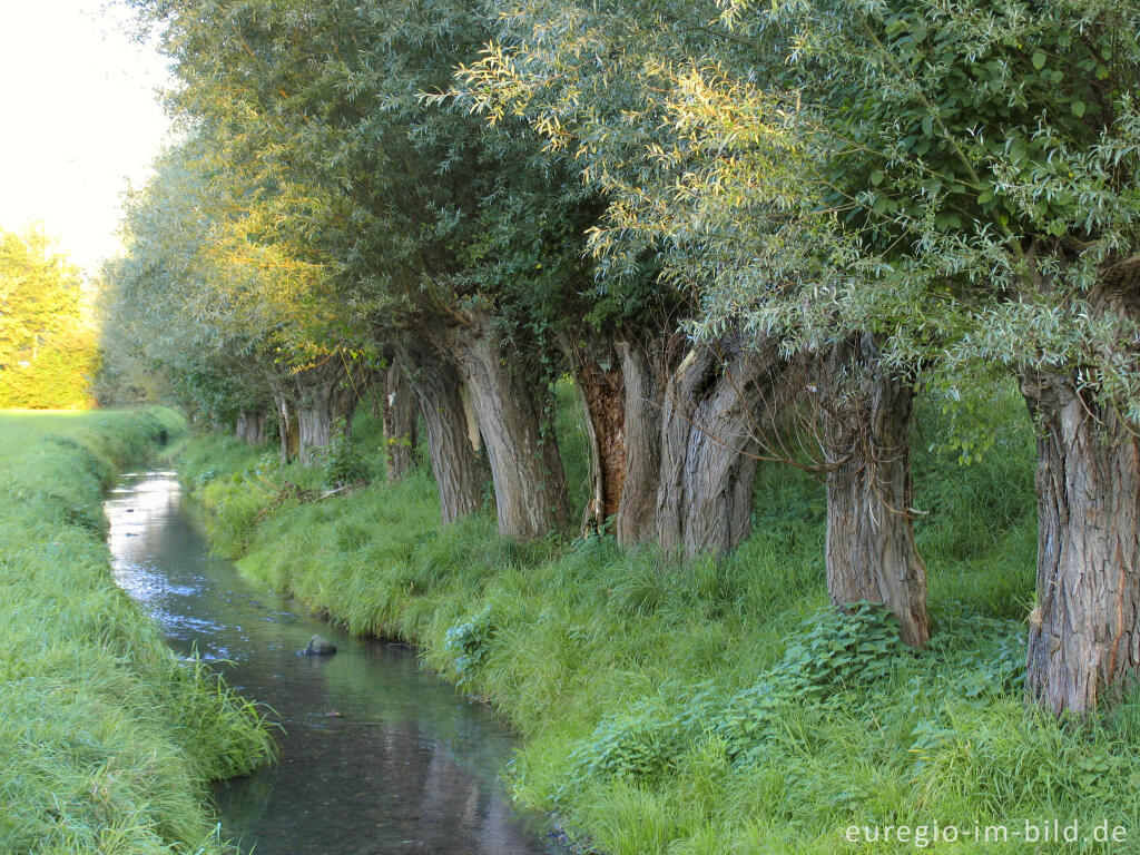 Detailansicht von Der Wildbach in der Soers bei Aachen