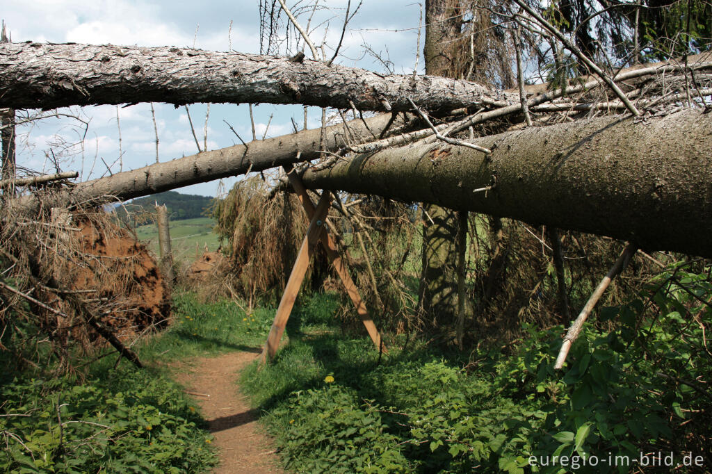 Der "Xynthia-Steg" am Fuß des Nerother Kopfes, Vulkaneifel