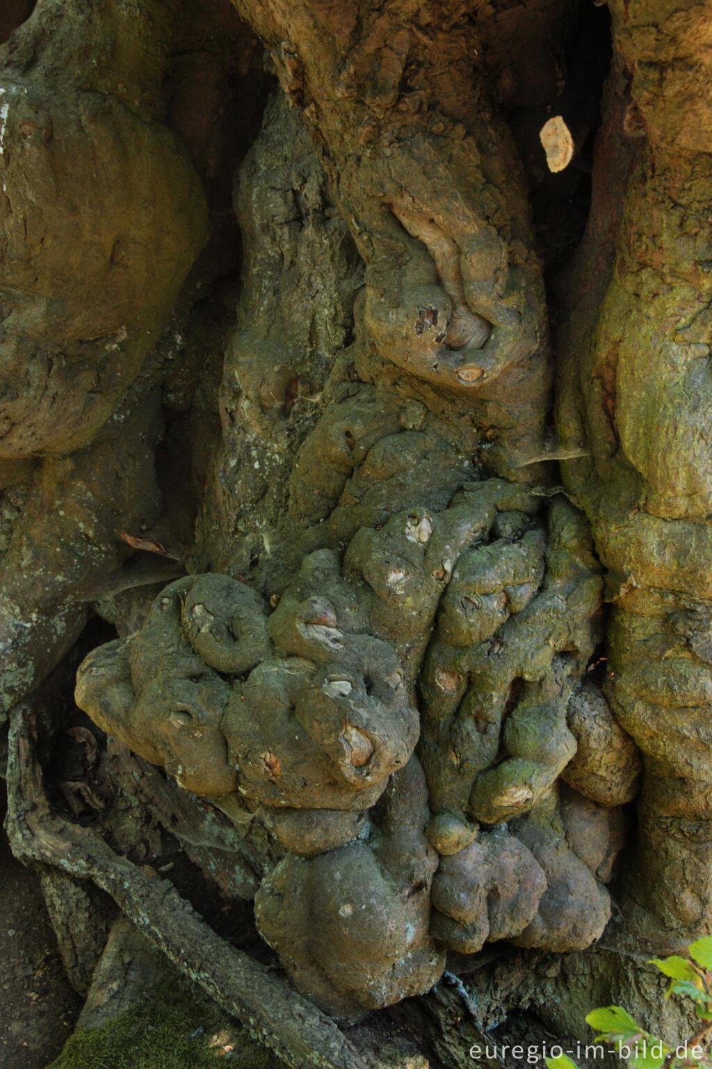 Detailansicht von Detail aus einer alten Buche, beim  "Alten Landgraben"