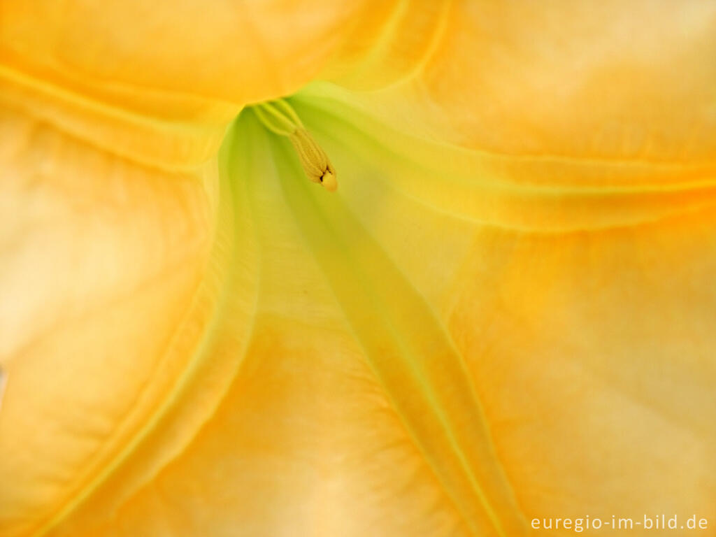 Detailansicht von Detail der Blüte einer Engelstrompete