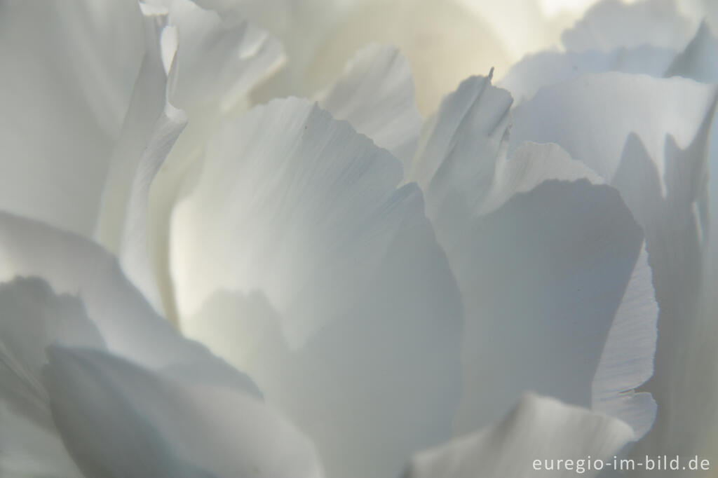 Detailansicht von Detail der Blüte einer weißen Pfingstrose, Paeonia lactiflora