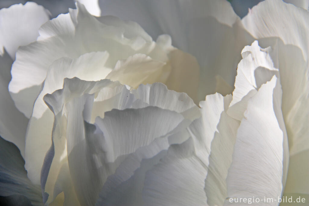 Detailansicht von Detail der Blüte einer weißen Pfingstrose, Paeonia lactiflora