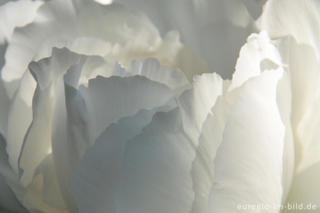 Detailansicht von Detail der Blüte einer weißen Pfingstrose, Paeonia lactiflora