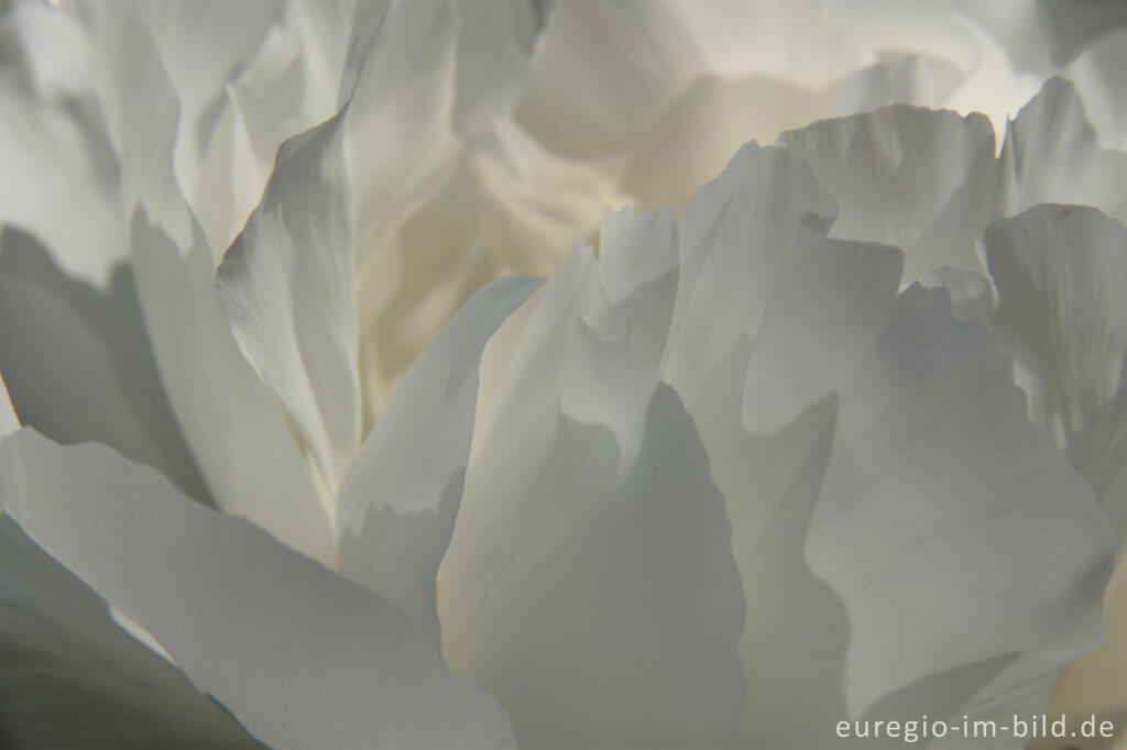 Detailansicht von Detail der Blüte einer weißen Pfingstrose, Paeonia lactiflora