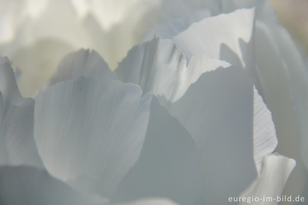 Detailansicht von Detail der Blüte einer weißen Pfingstrose, Paeonia lactiflora