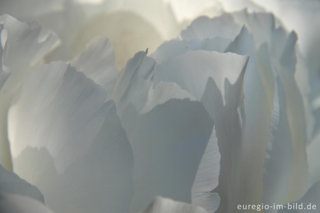 Detailansicht von Detail der Blüte einer weißen Pfingstrose, Paeonia lactiflora