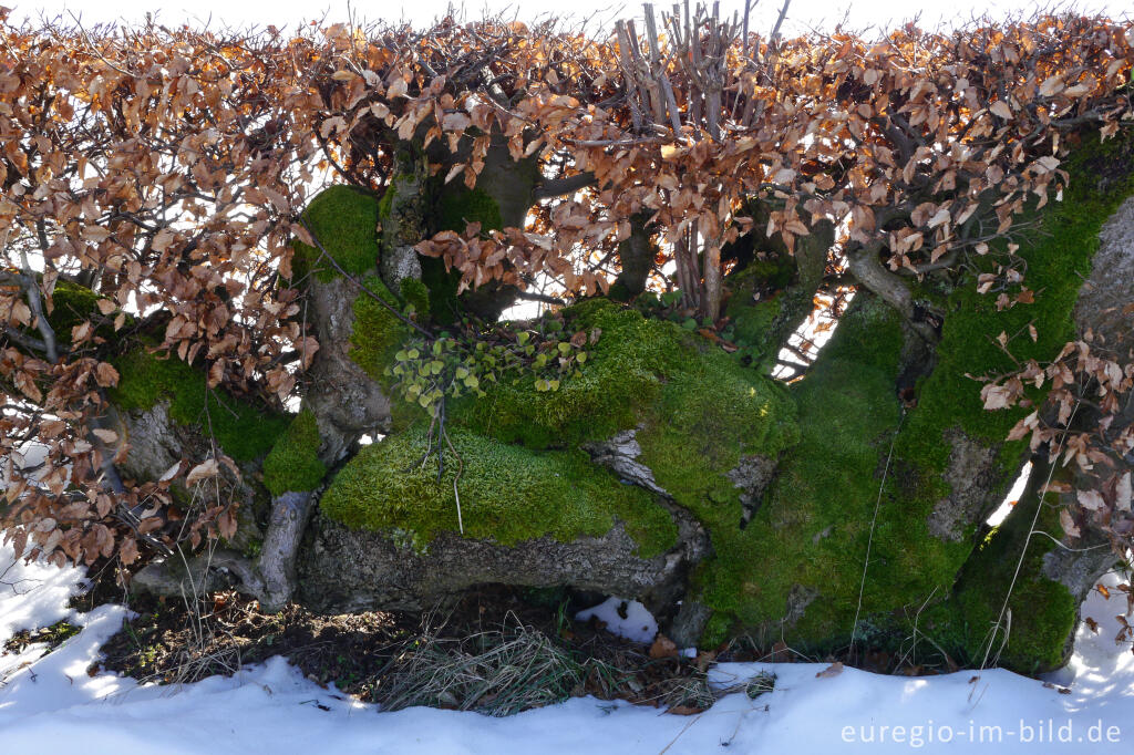 Detailansicht von Detail einer alten, bemoosten Flurhecke (Buchenhecke) nordwestlich von Eicherscheid