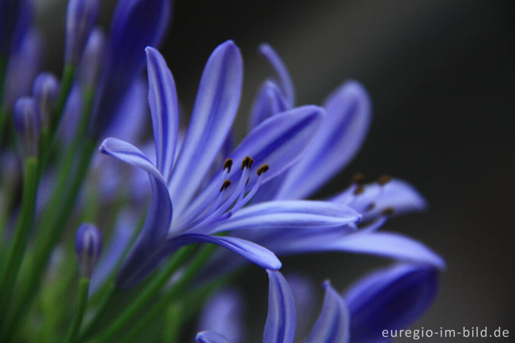 Detailansicht von Detail einer blauen Blüte einer immergrünen Schmucklilie, Agapanthus