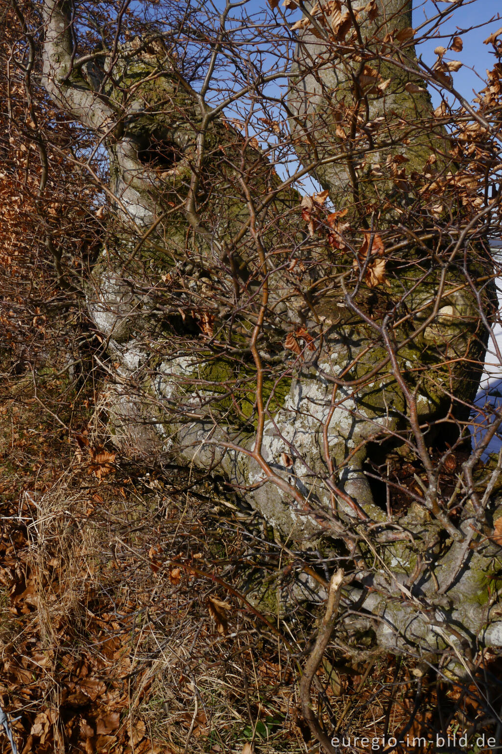 Detailansicht von Detail einer Buchenhecke in der Nordeifel