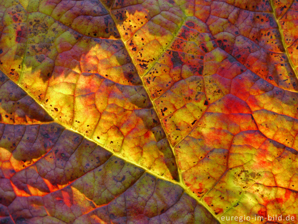 Detailansicht von Detail eines herbstlichen Schildblatts, Peltiphyllum peltatum