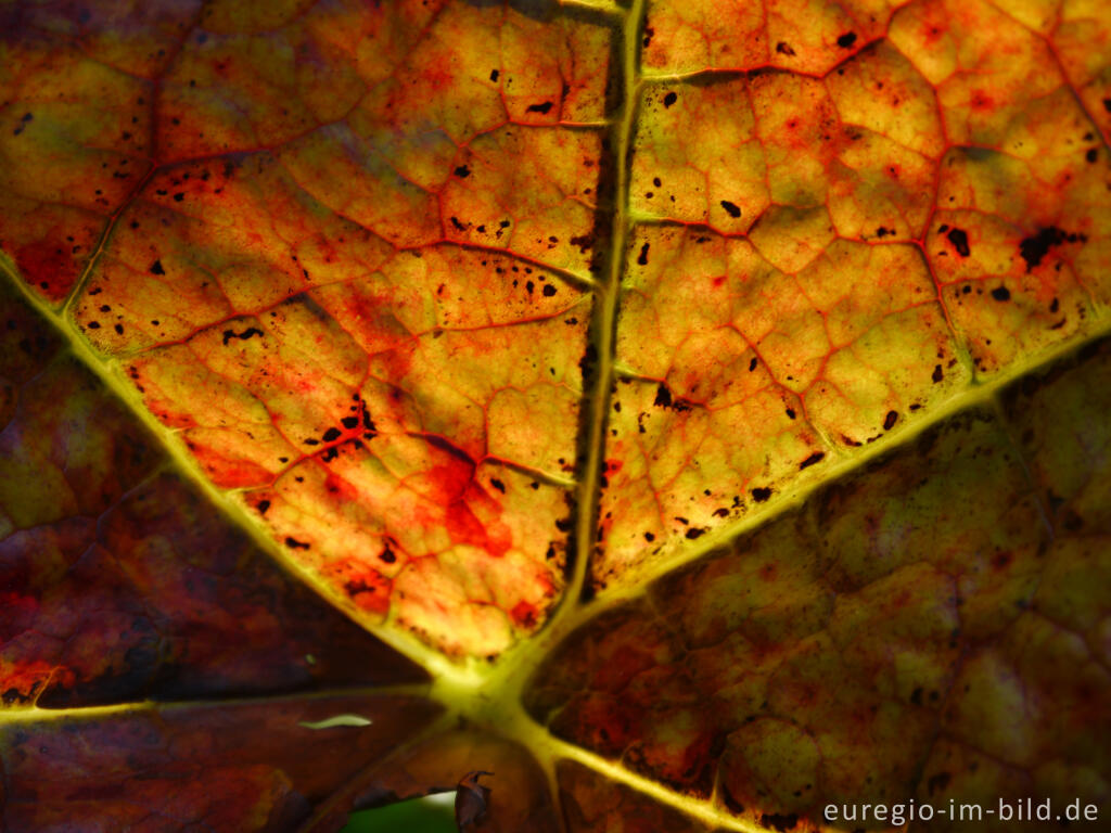 Detailansicht von Detail eines herbstlichen Schildblatts, Peltiphyllum peltatum