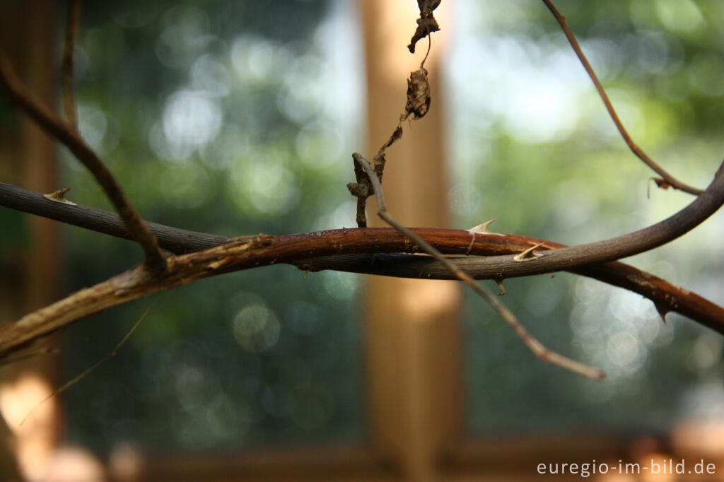 Detailansicht von Detail im "Hortus Dialogus", Nideggen - Abenden