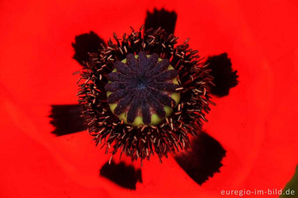 Detailansicht von Detailaufnahme desTürkischen Mohns (Papaver orientale)