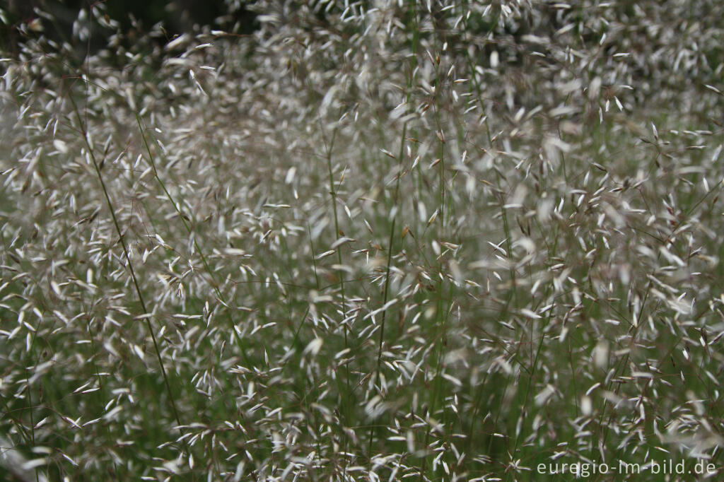 Detailansicht von Detailaufnahme einer Wiese mit Rotschwingelgras, Festuca rubra (?)