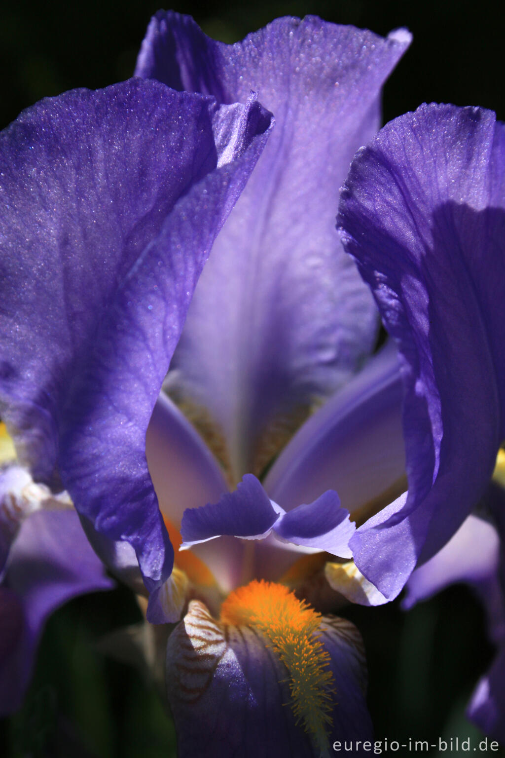 Detailansicht von Deutsche Schwertlilie, Iris × germanica,