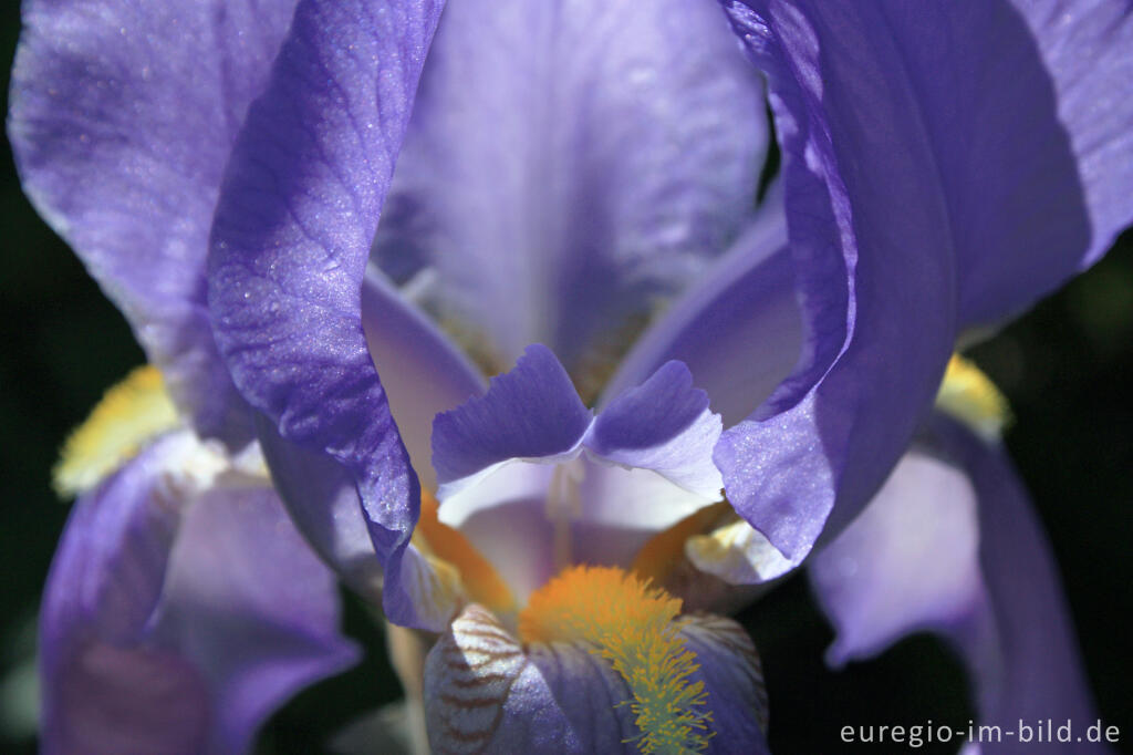 Detailansicht von Deutsche Schwertlilie, Iris × germanica,