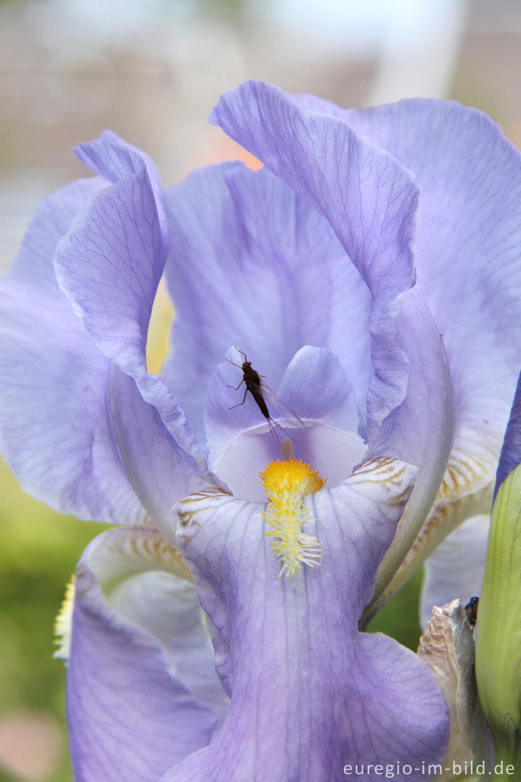 Detailansicht von Deutsche Schwertlilie, Iris × germanica,