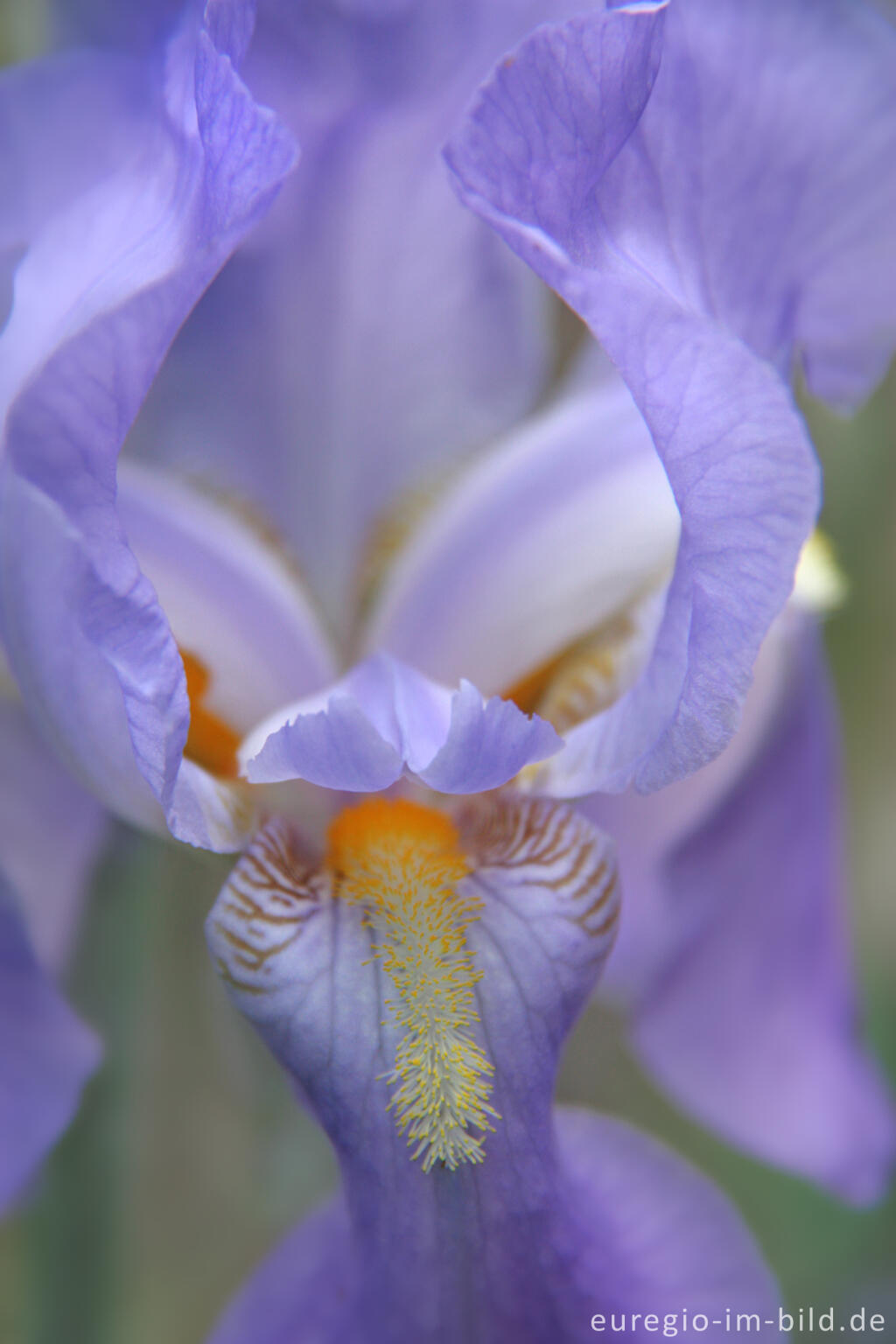 Detailansicht von Deutsche Schwertlilie, Iris × germanica,