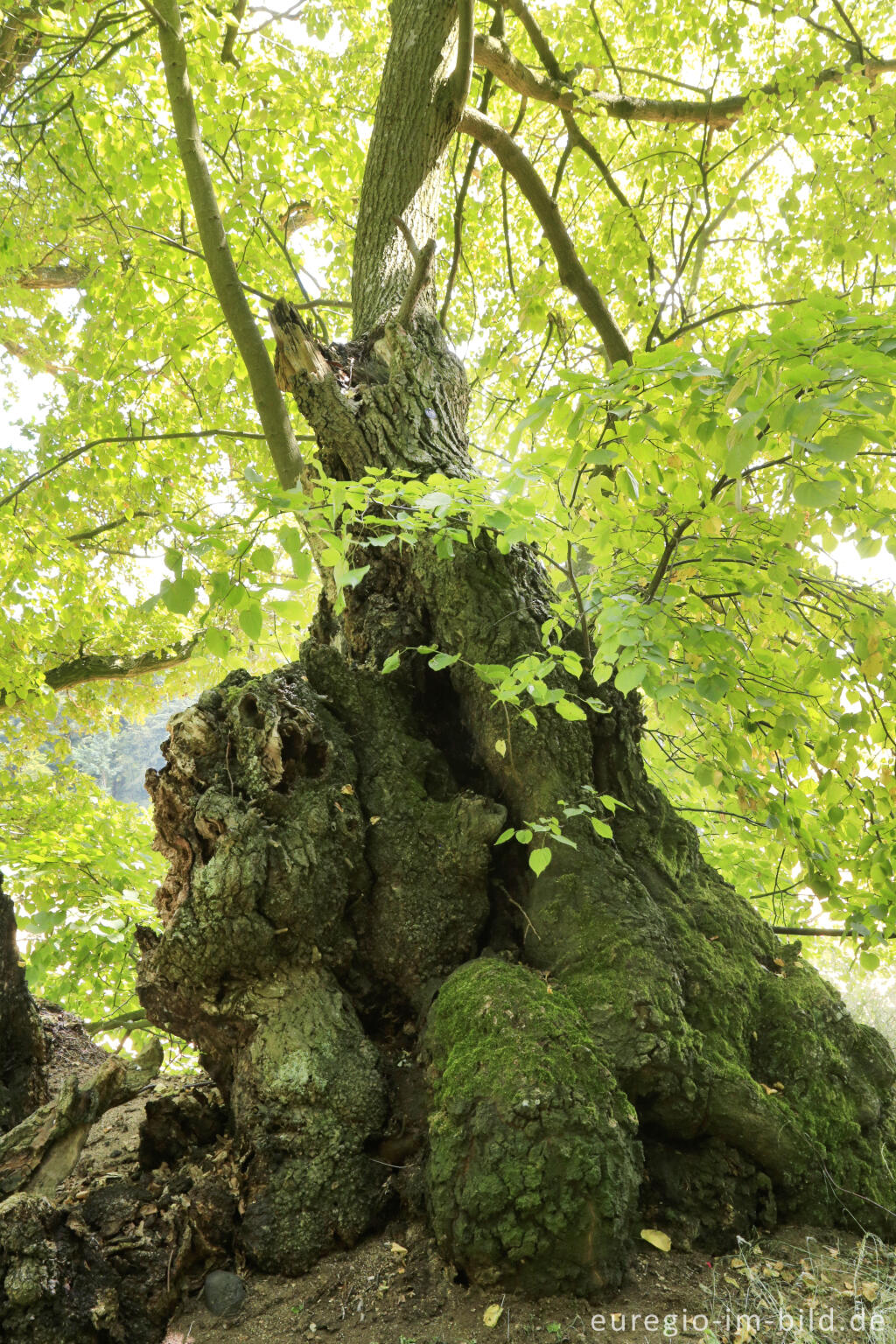 Detailansicht von Die Baumallee von Bassenheim