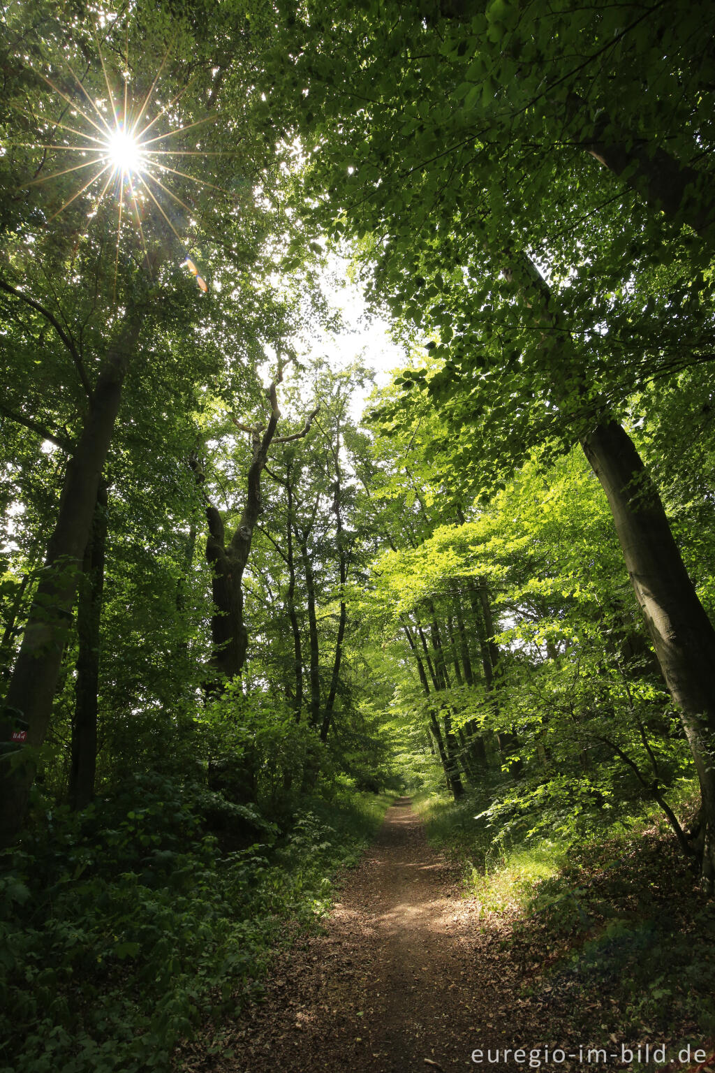 Detailansicht von Die Baumallee von Bassenheim zum Karmelenberg