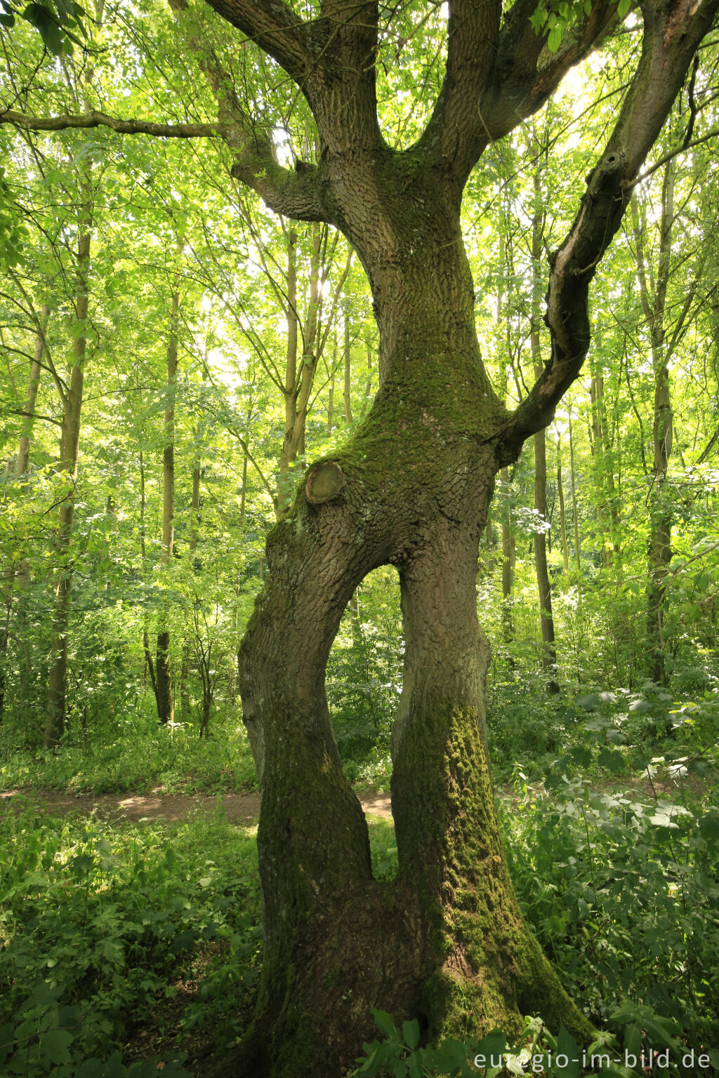 Detailansicht von Die Baumallee von Bassenheim zum Karmelenberg