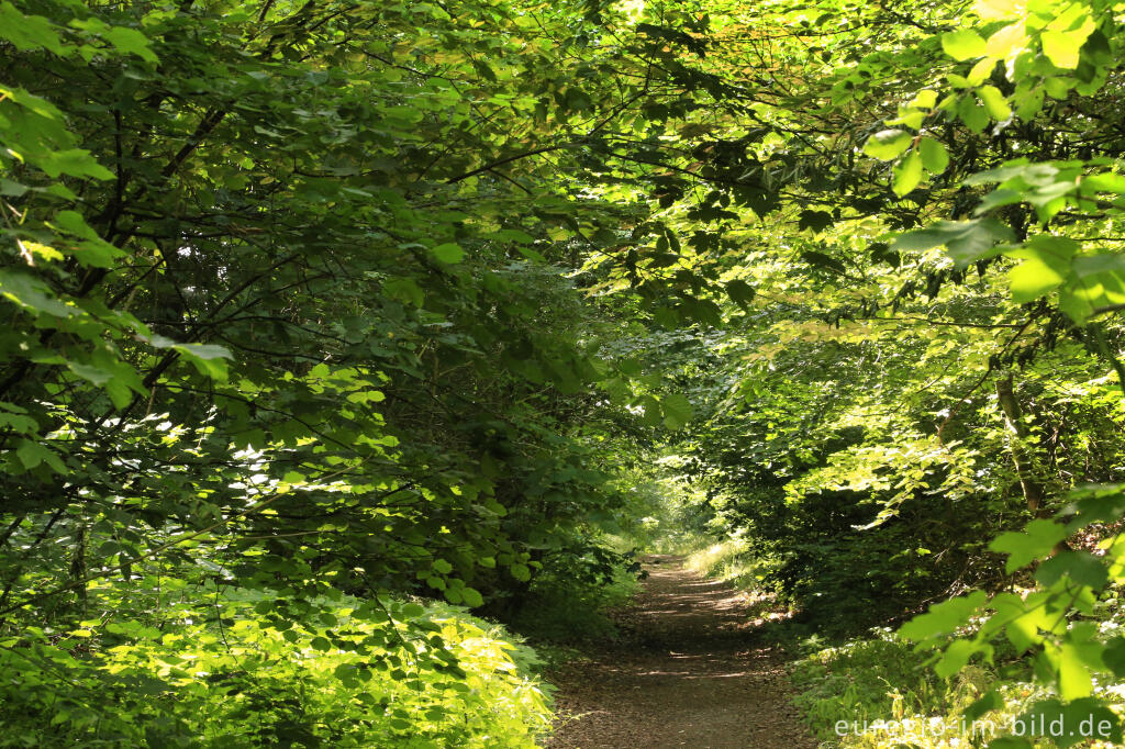 Detailansicht von Die Baumallee von Bassenheim zum Karmelenberg