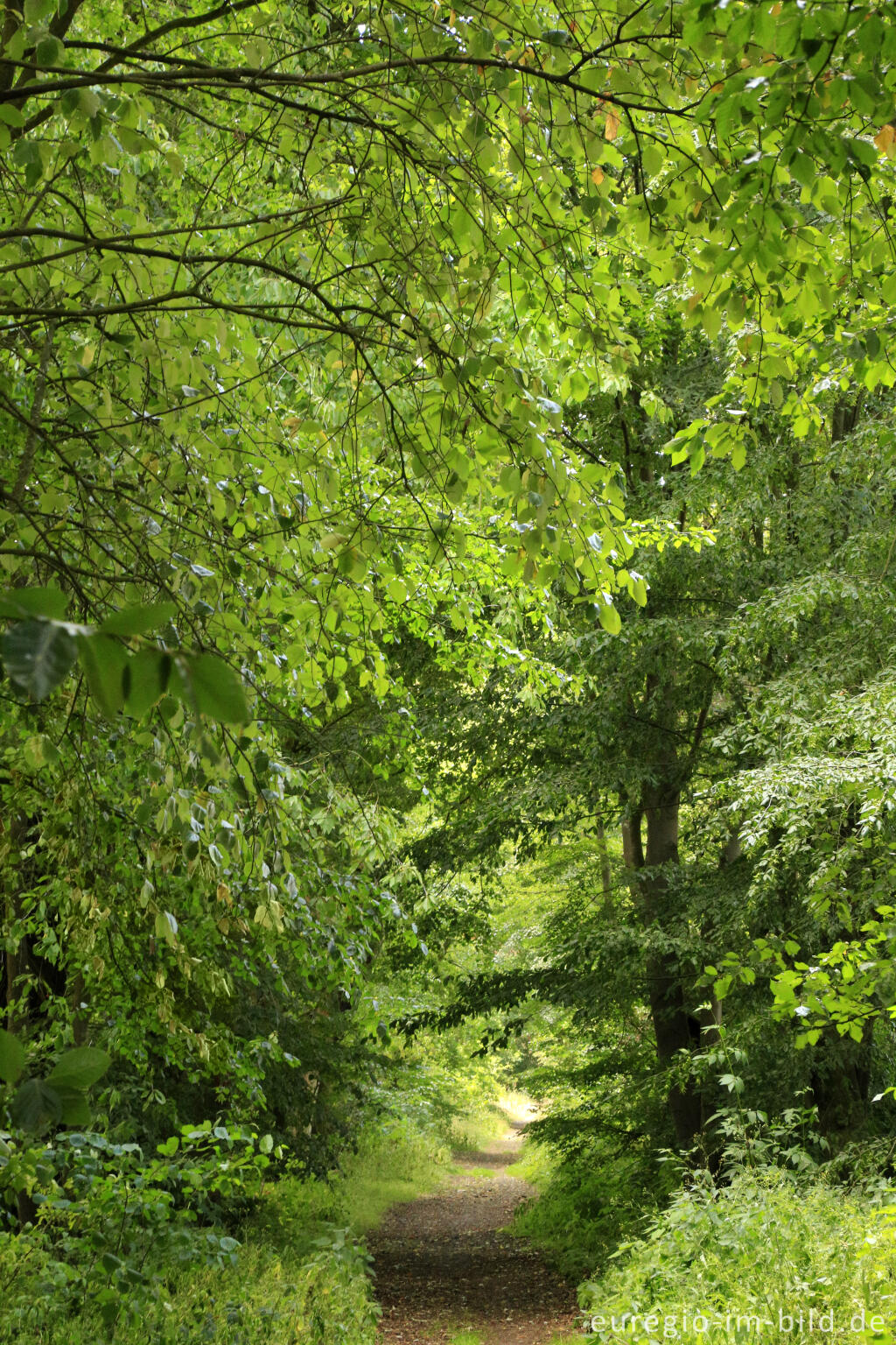 Detailansicht von Die Baumallee von Bassenheim zum Karmelenberg