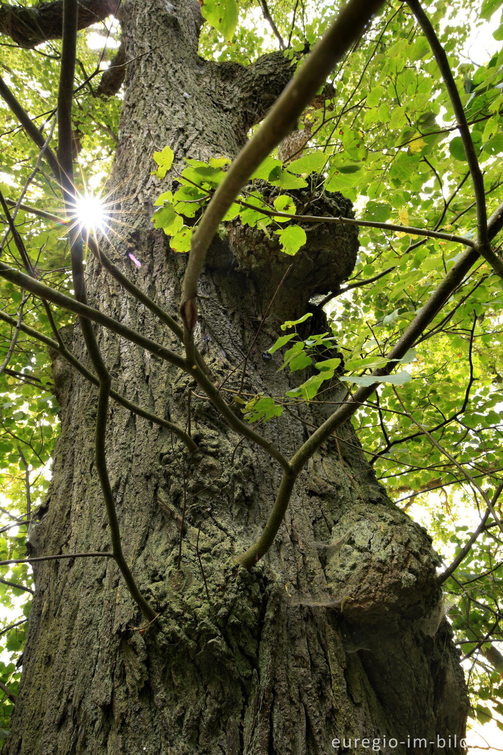 Detailansicht von Die Baumallee von Bassenheim