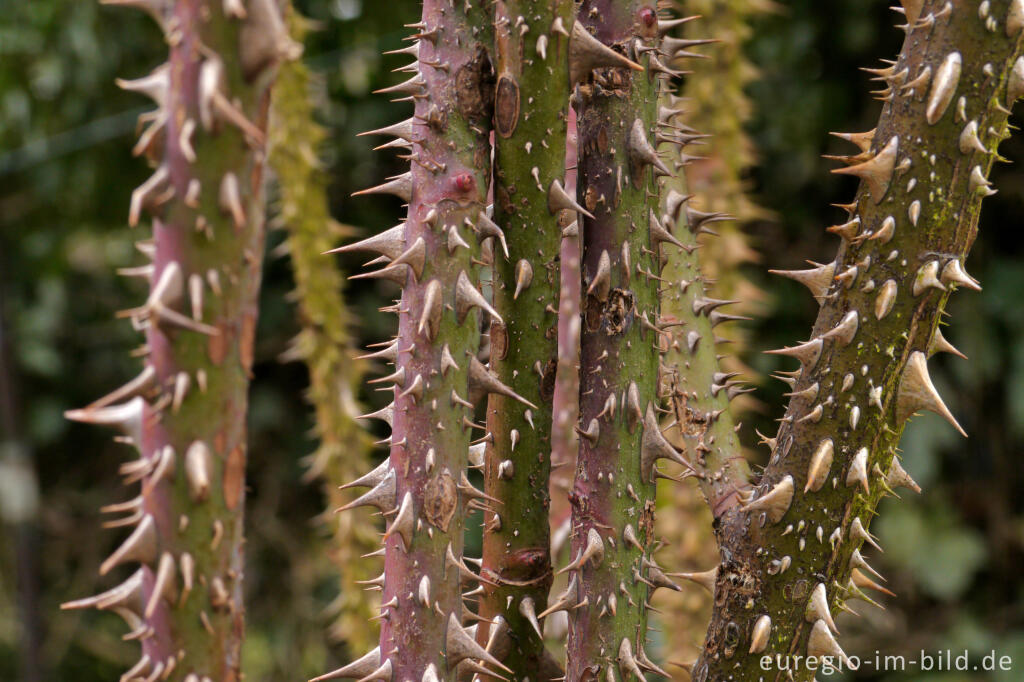 Detailansicht von Die dornigen Zweige der Rose Mrs. John Laing