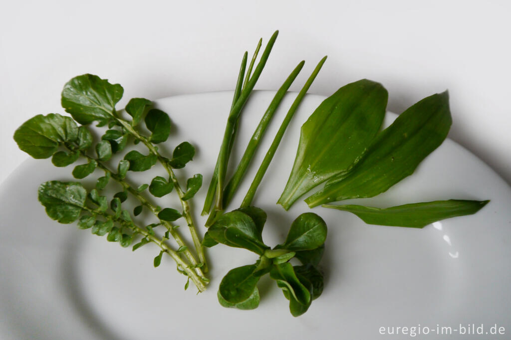 Detailansicht von Die ersten Frühlingskräuter aus dem Garten