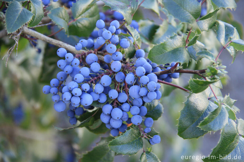 Die essbaren Früchte der Gewöhnlichen Mahonie, Mahonia aquifolium