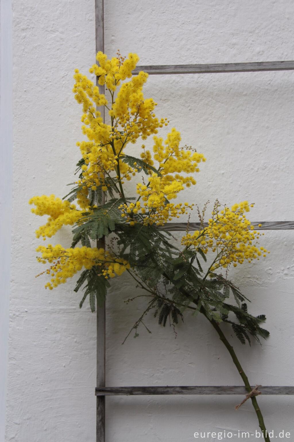 Detailansicht von Die Falsche Mimose, Acacia dealbata, als Wintergartenpflanze