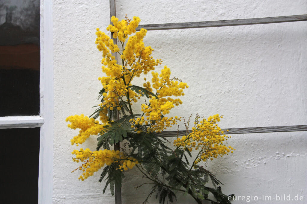 Detailansicht von Die Falsche Mimose, Acacia dealbata, als Wintergartenpflanze