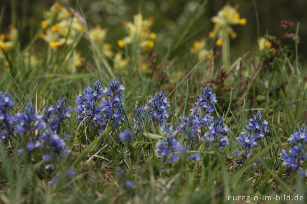 Detailansicht von Die Gewöhnliche Kreuzblume, Polygala vulgaris, Gerolsteiner Dolomiten