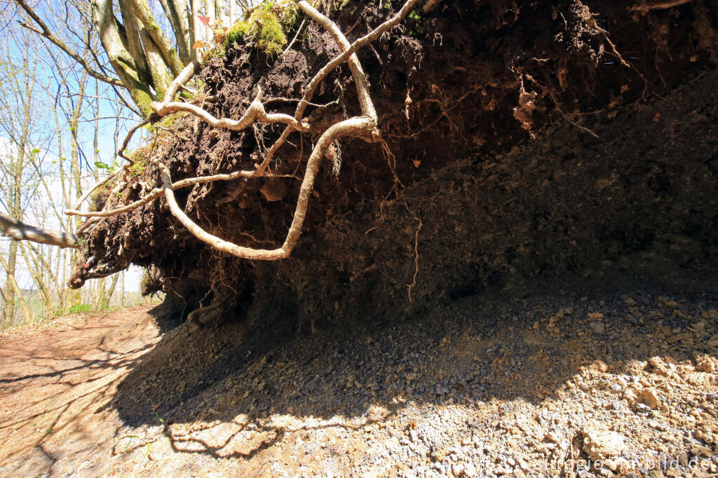 Detailansicht von Die Hageskaule, Gerolsteiner Felsenpfad