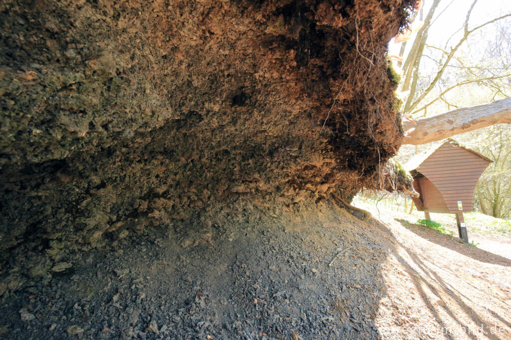 Detailansicht von Die Hageskaule, Gerolsteiner Felsenpfad