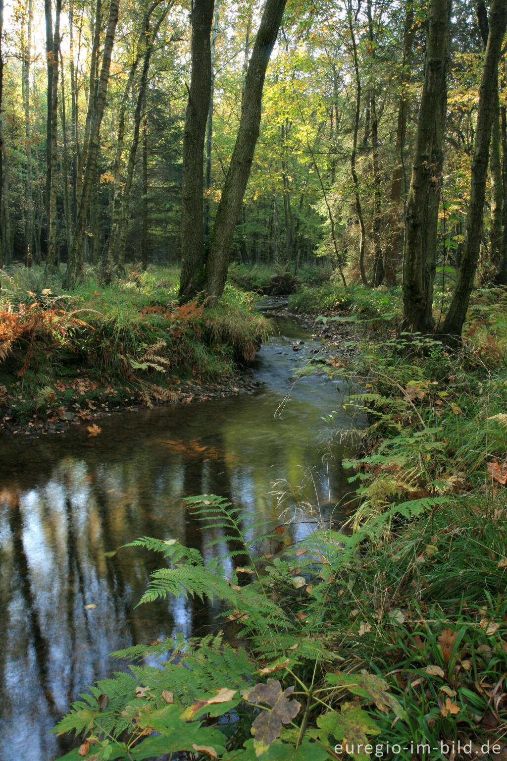 Detailansicht von Die Inde im Münsterwald, Nordeifel