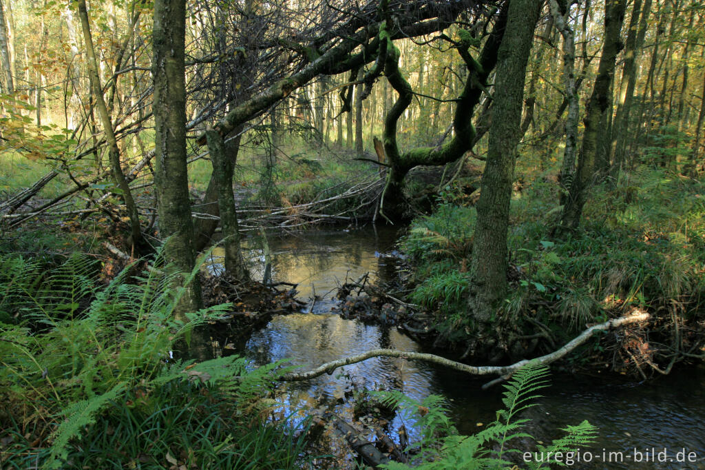 Detailansicht von Die Inde im Münsterwald, Nordeifel