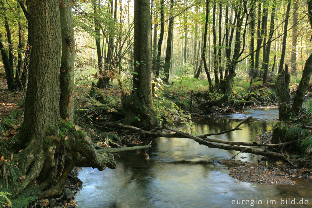 Detailansicht von Die Inde im Münsterwald, Nordeifel